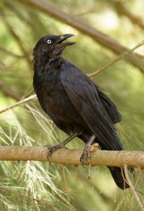 Crow
